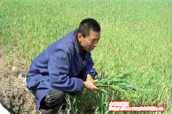 種植戶(hù)到底如何才能通過(guò)種地賺錢(qián)？