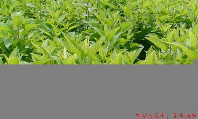 現(xiàn)在什么種植賺錢？種植賺錢就看這里