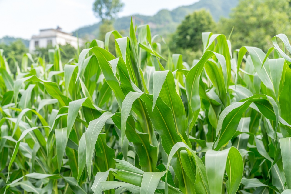 創(chuàng)業(yè)課堂分享不想在外漂泊了想回農(nóng)村搞種植賺錢項(xiàng)目